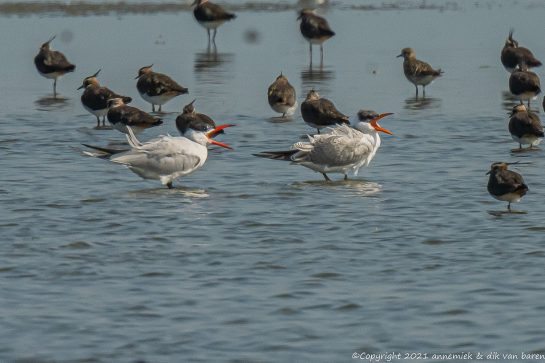 caspian tern