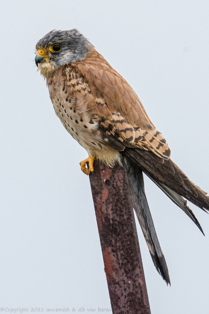 lesser kestrel