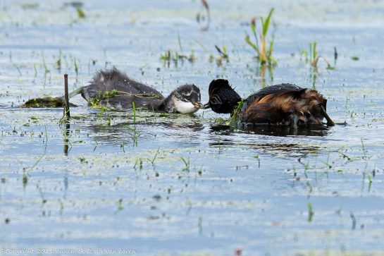 black-necked grebe