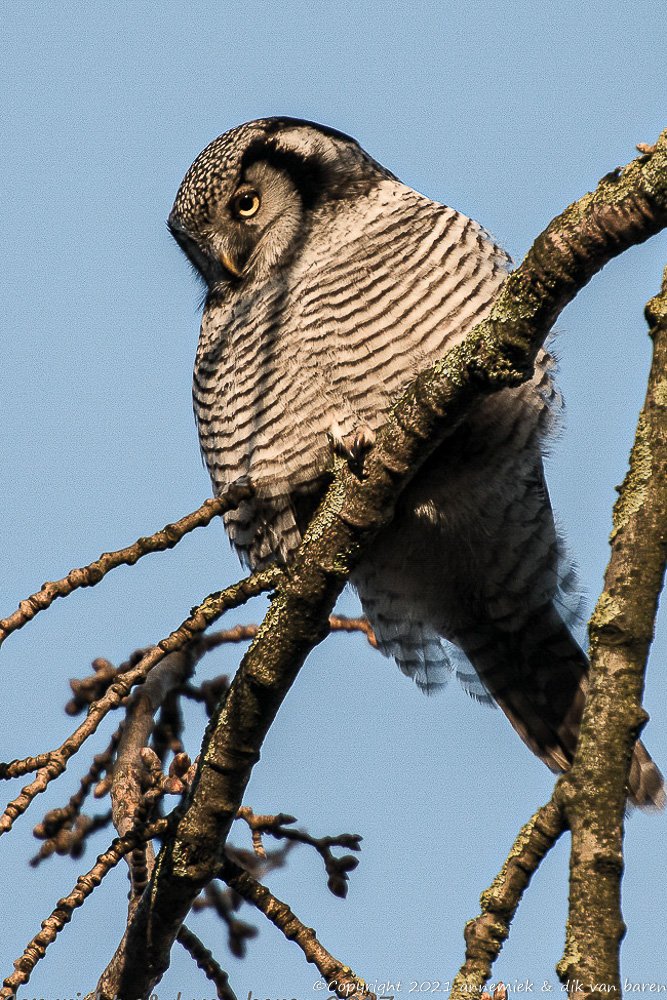 hawk owl