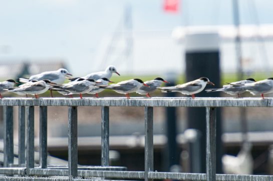 sandwich tern