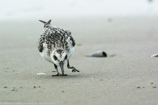 sanderling feature lighter