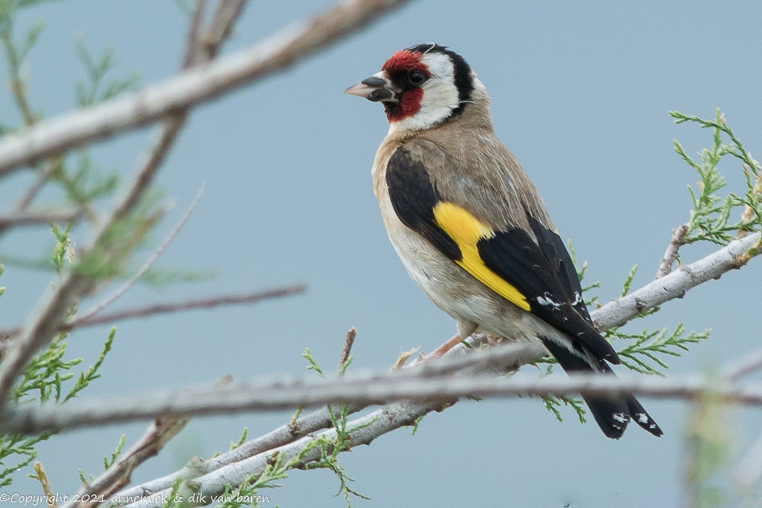 goldfinch