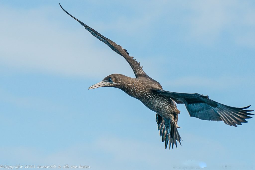 gannet juvenile
