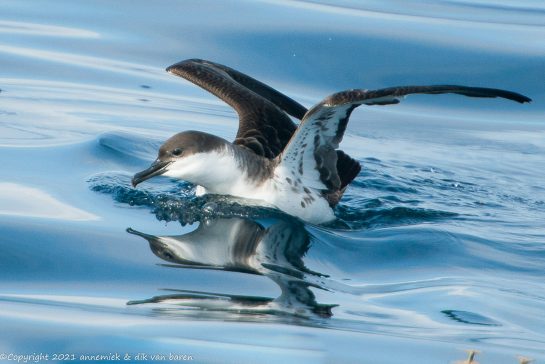 yelkouan shearwater