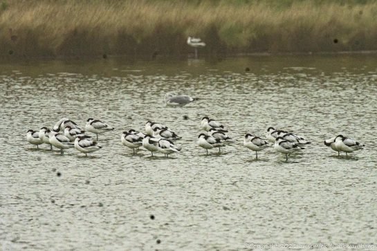 avocet