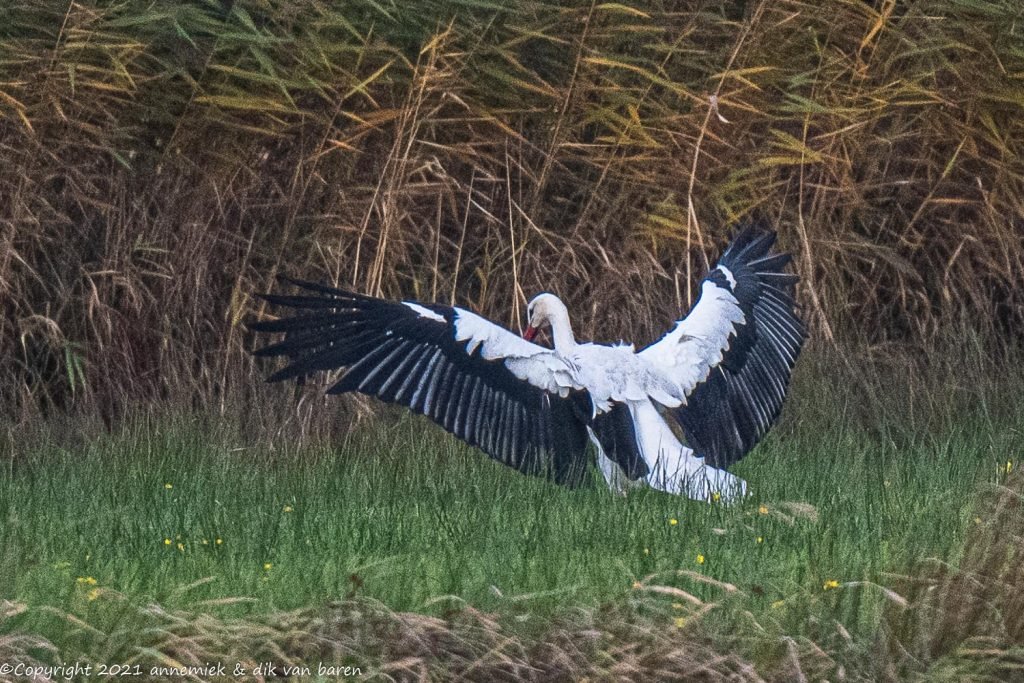 white stork