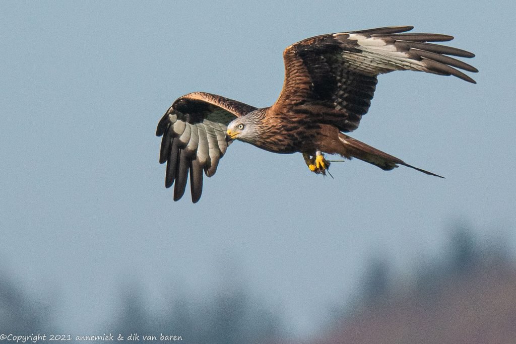 red kite