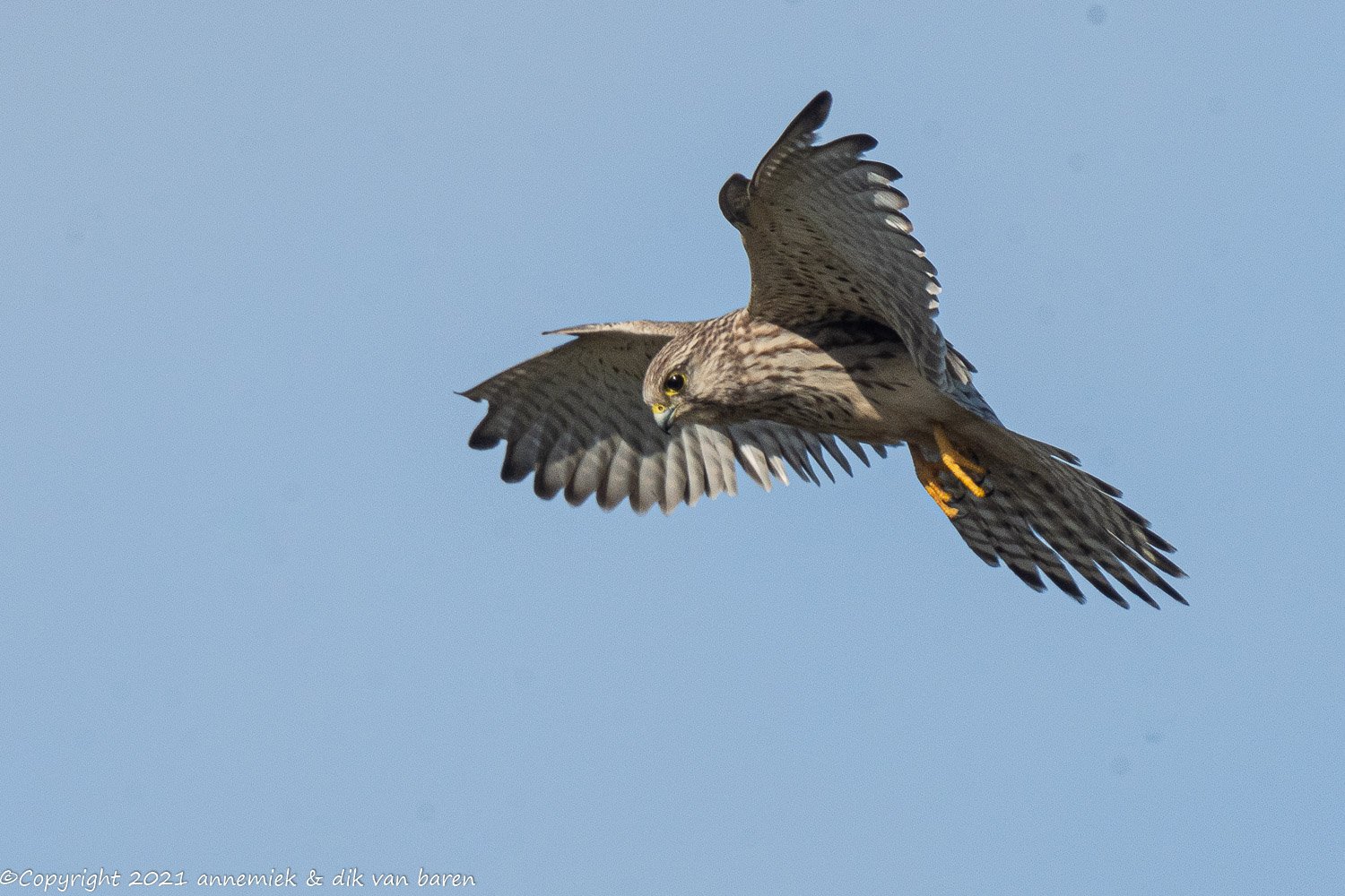 kestrel