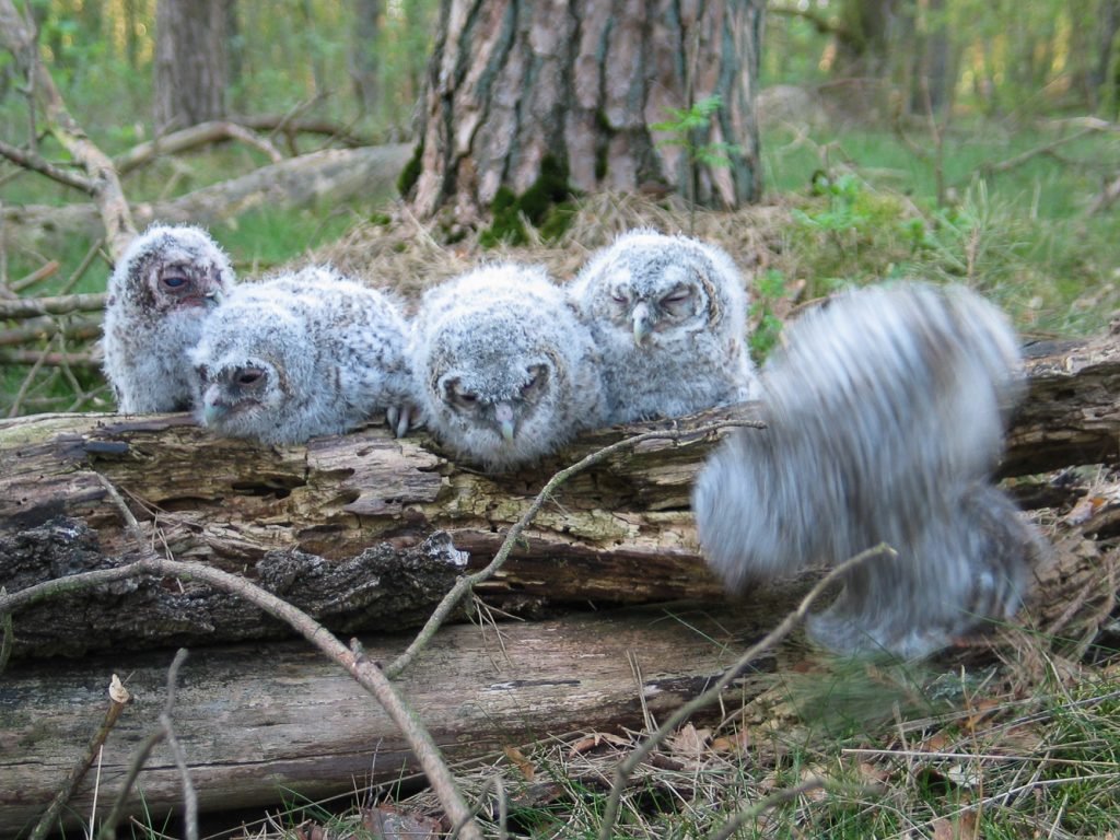 tawney owl juveniles