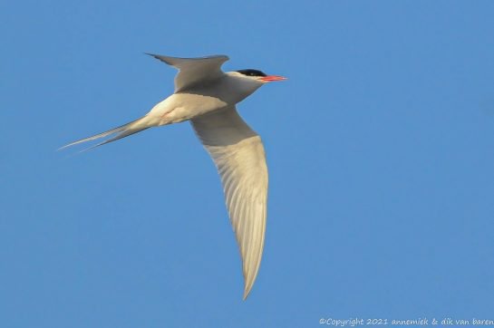 arctic tern