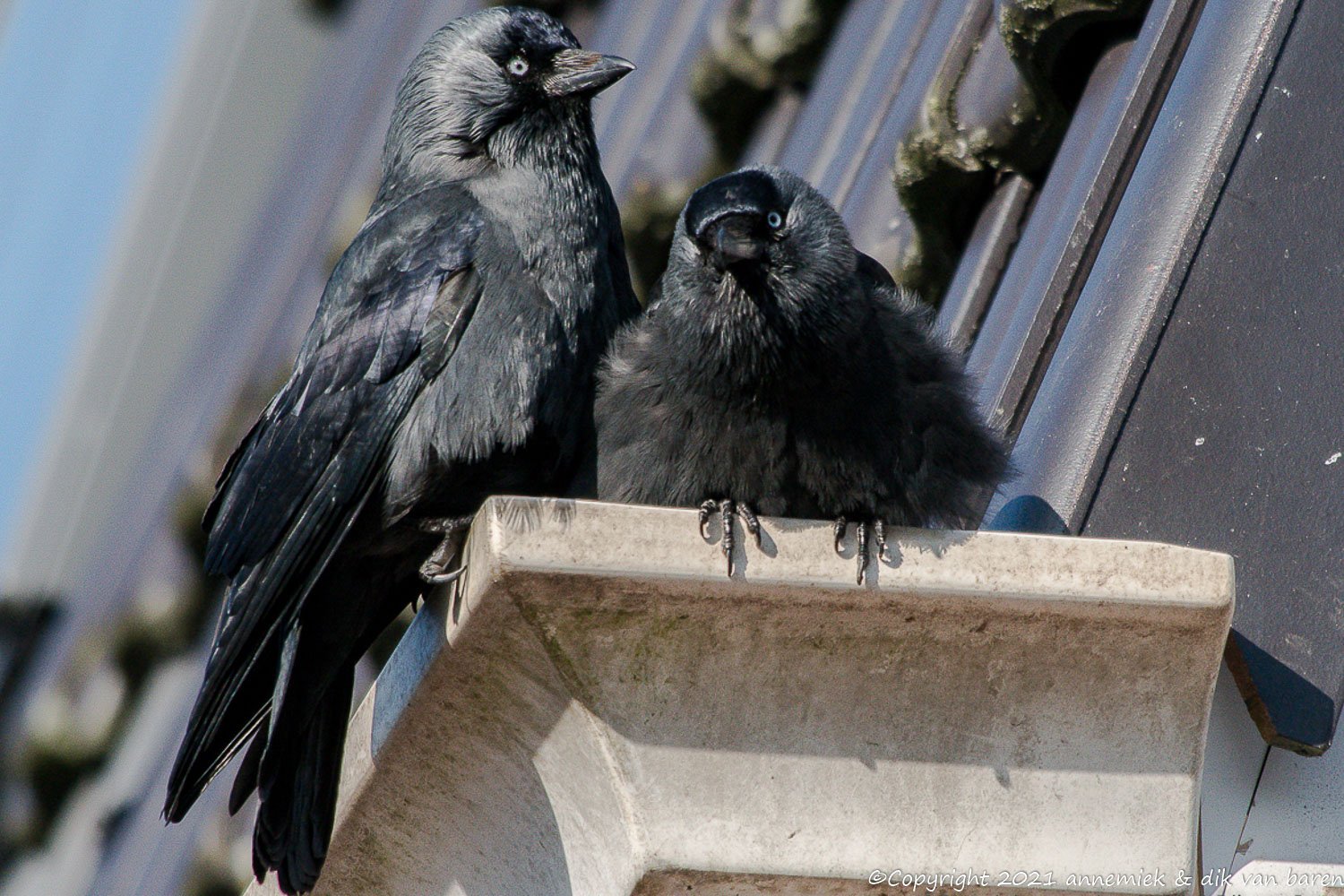 jackdaw