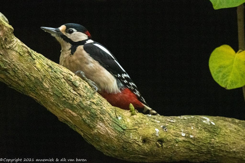 great spotted woodpecker
