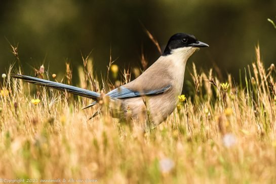 azure winged magpie
