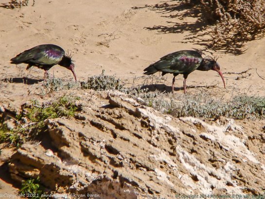 glossy ibis