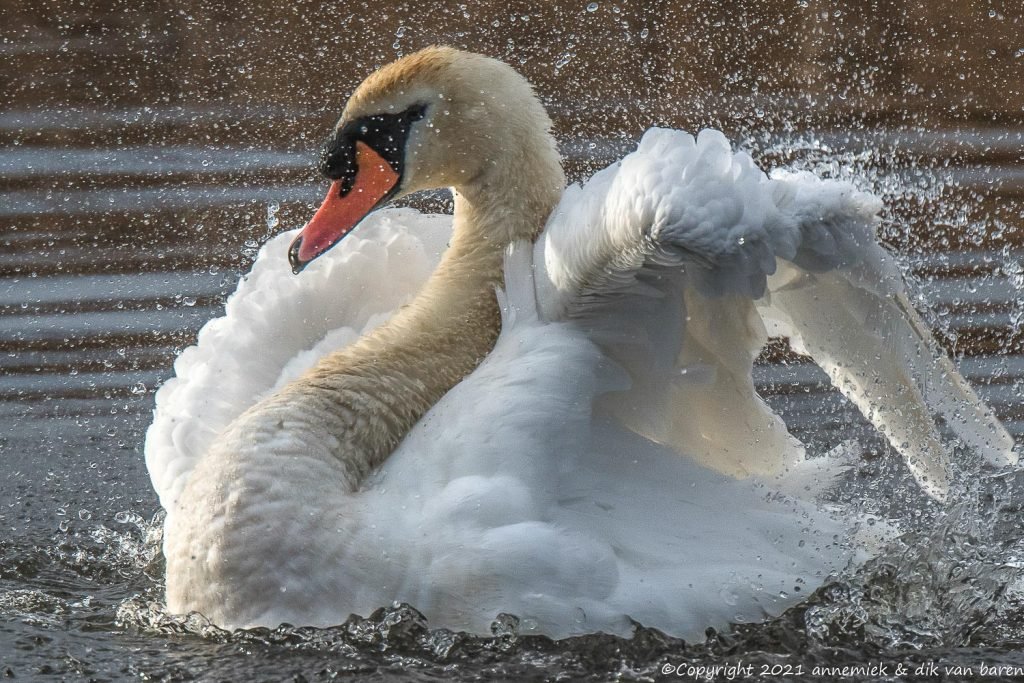 mut swan