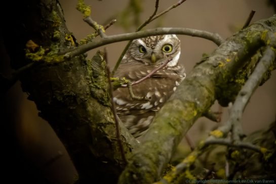 little owl