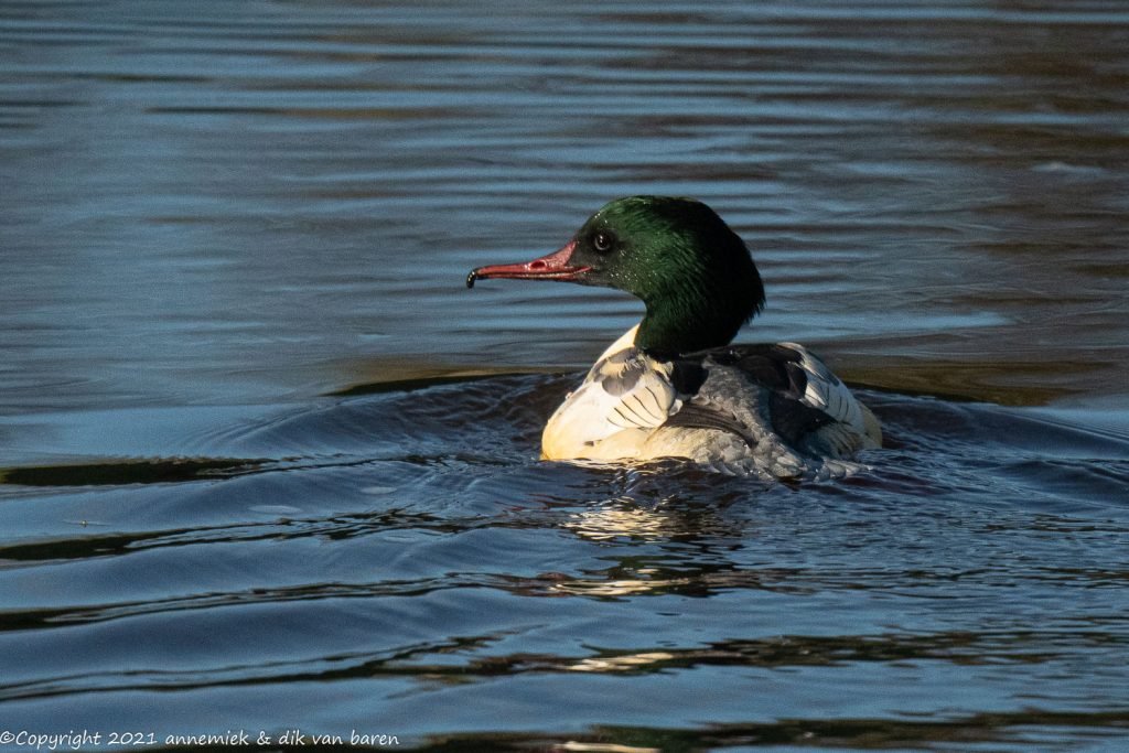 goosander