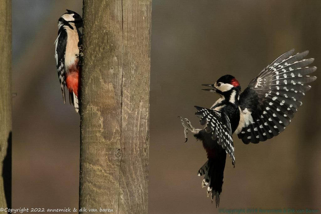 great spotted woodpecker