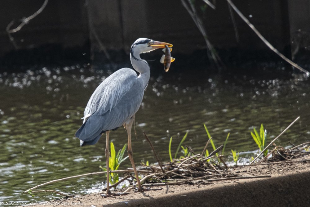 Grey Heron