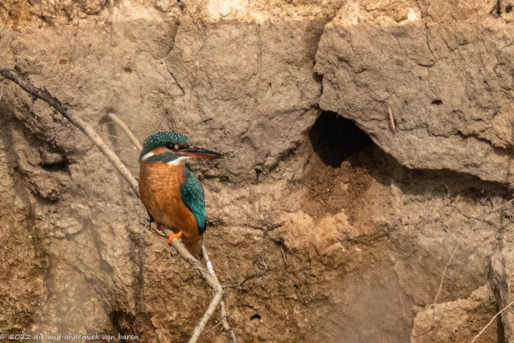 Kingfisher