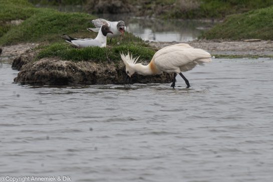 spoonbill