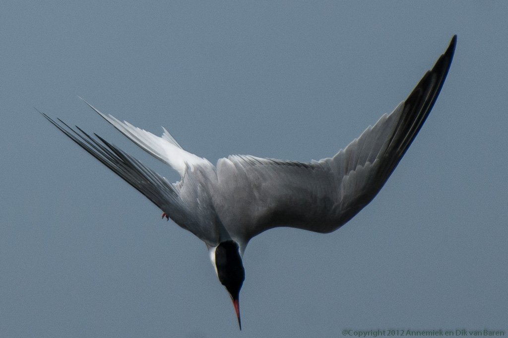 Common Tern