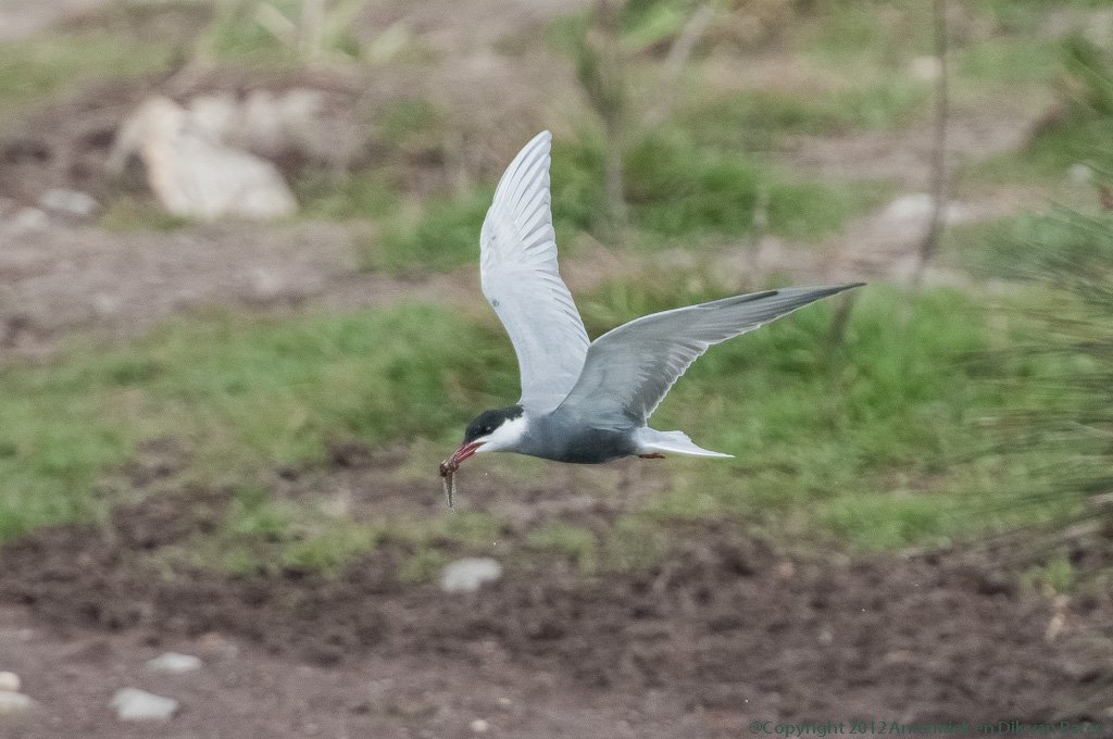 Common Tern