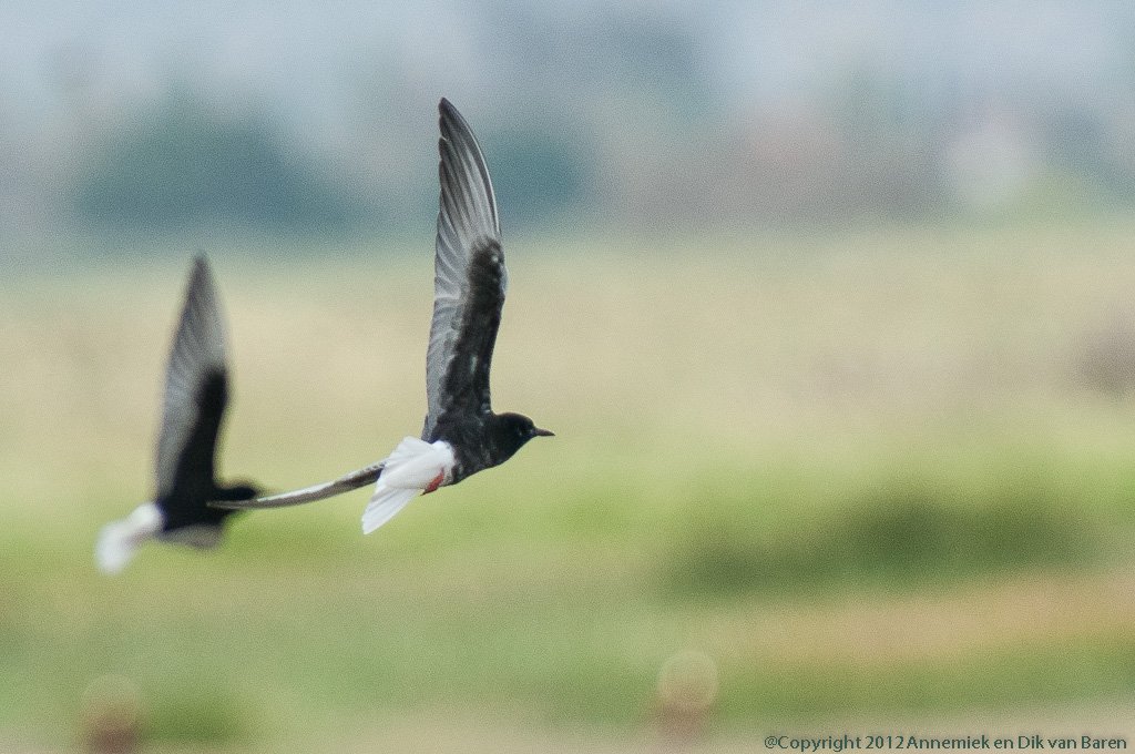 Black Tern (Zwarte Stern)