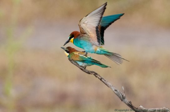 Bee-Eater