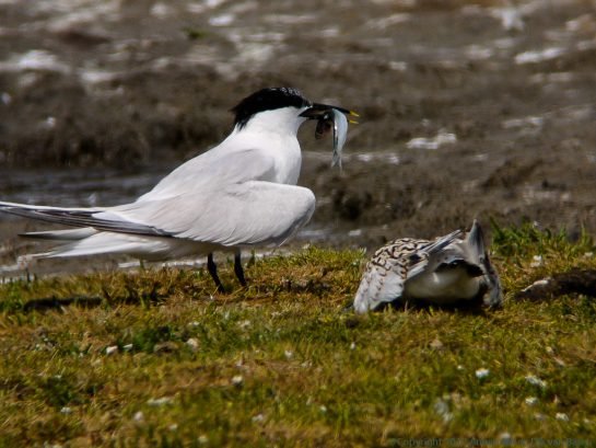 SandwichTern