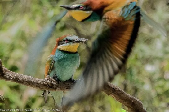 bee-eater