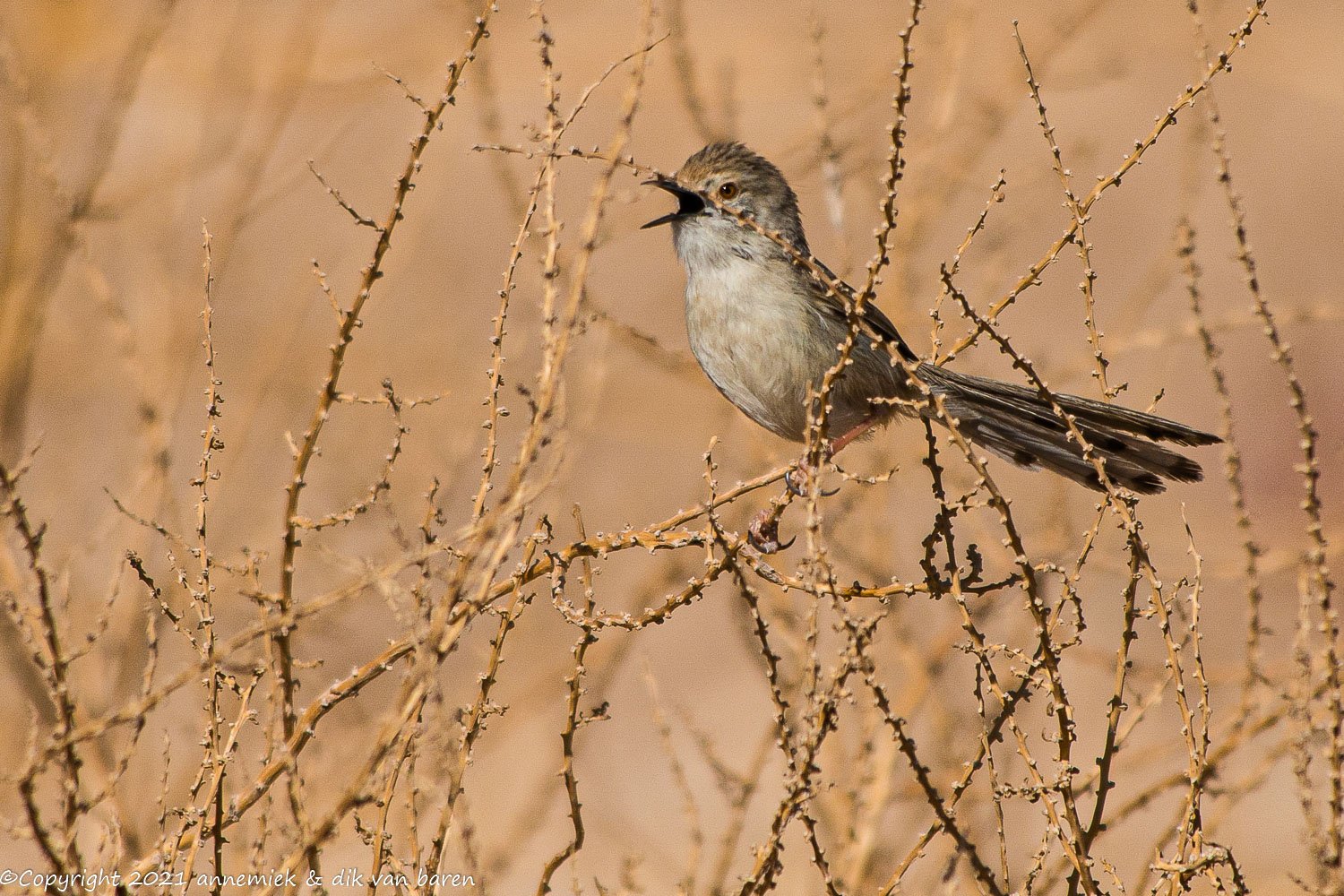 prinia