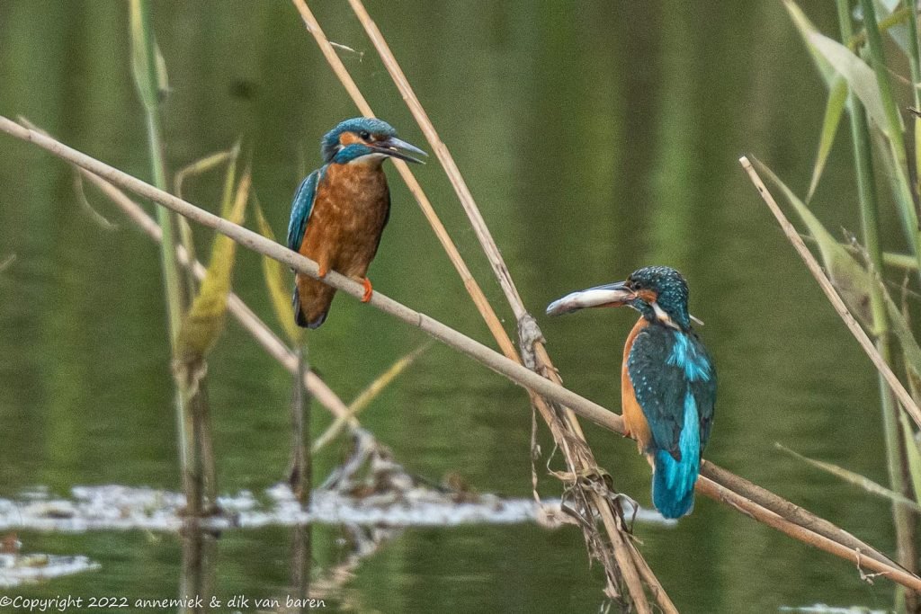 kingfisher man wife