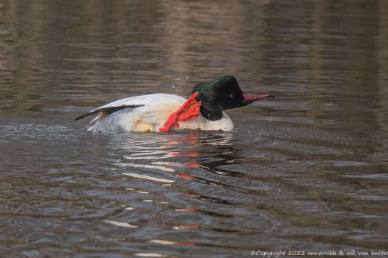 goosander