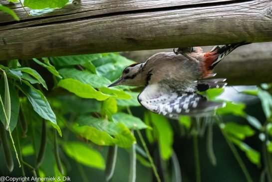 great spotted woodpecker