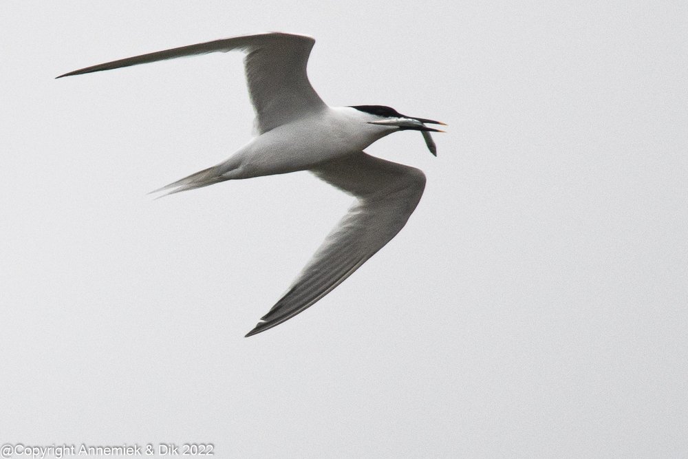 sandwich tern