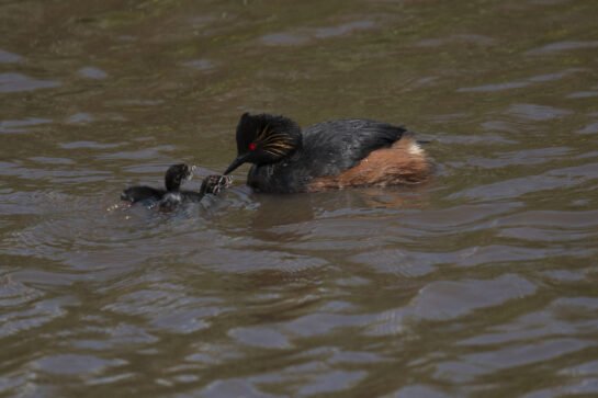 black-necked grebe