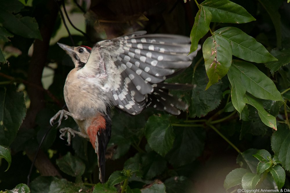 great spotted woodpecker