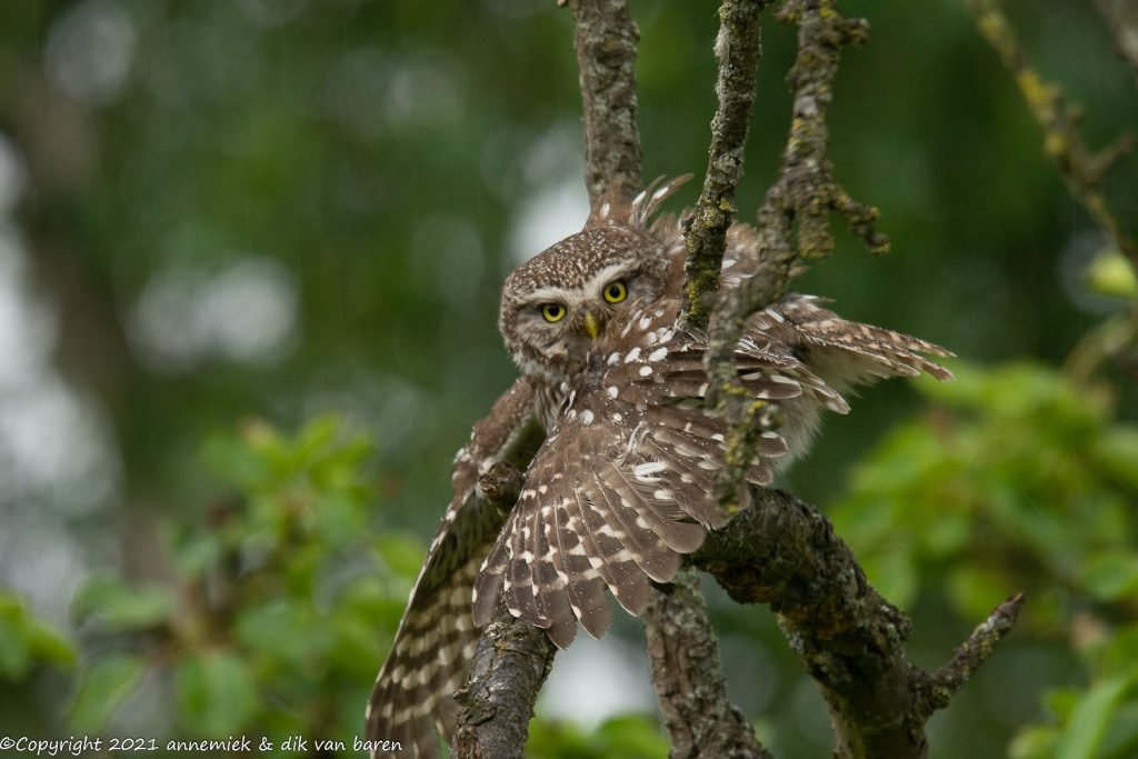 little owl