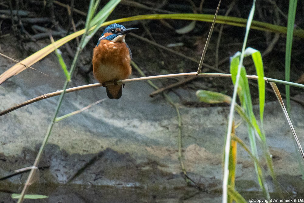 kingfisher