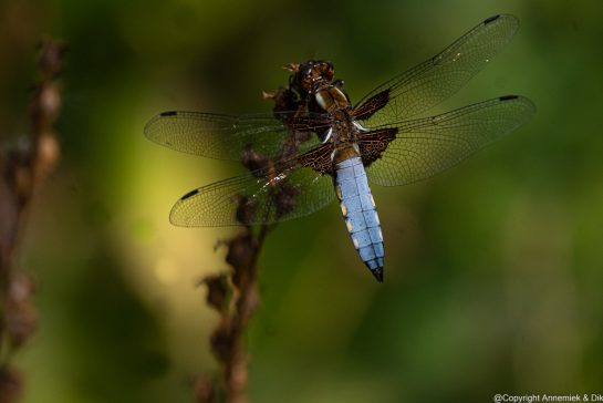 dragonfly