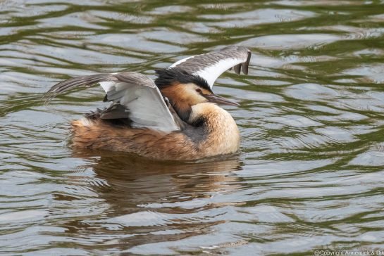 great crested grebe