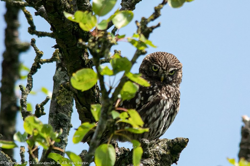 little owl