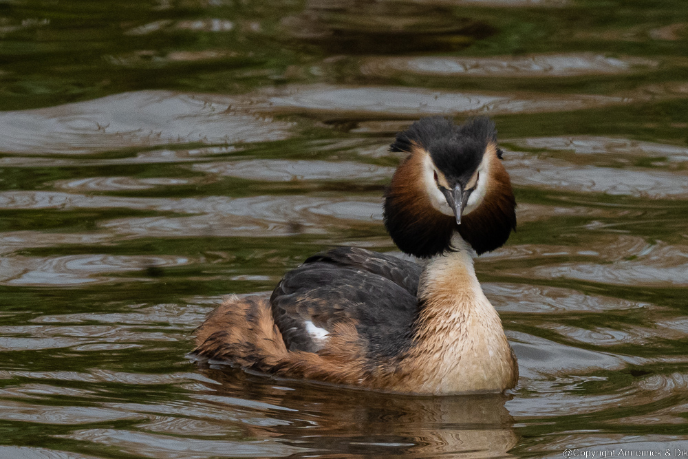 great crested grebe