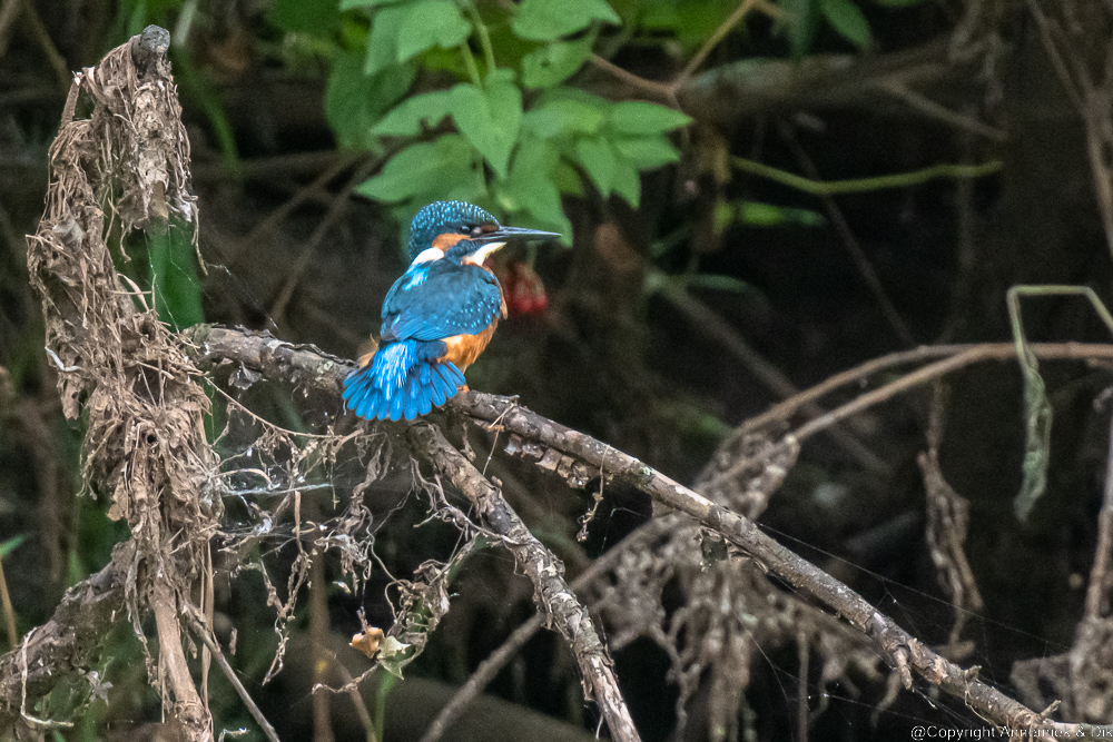 kingfisher