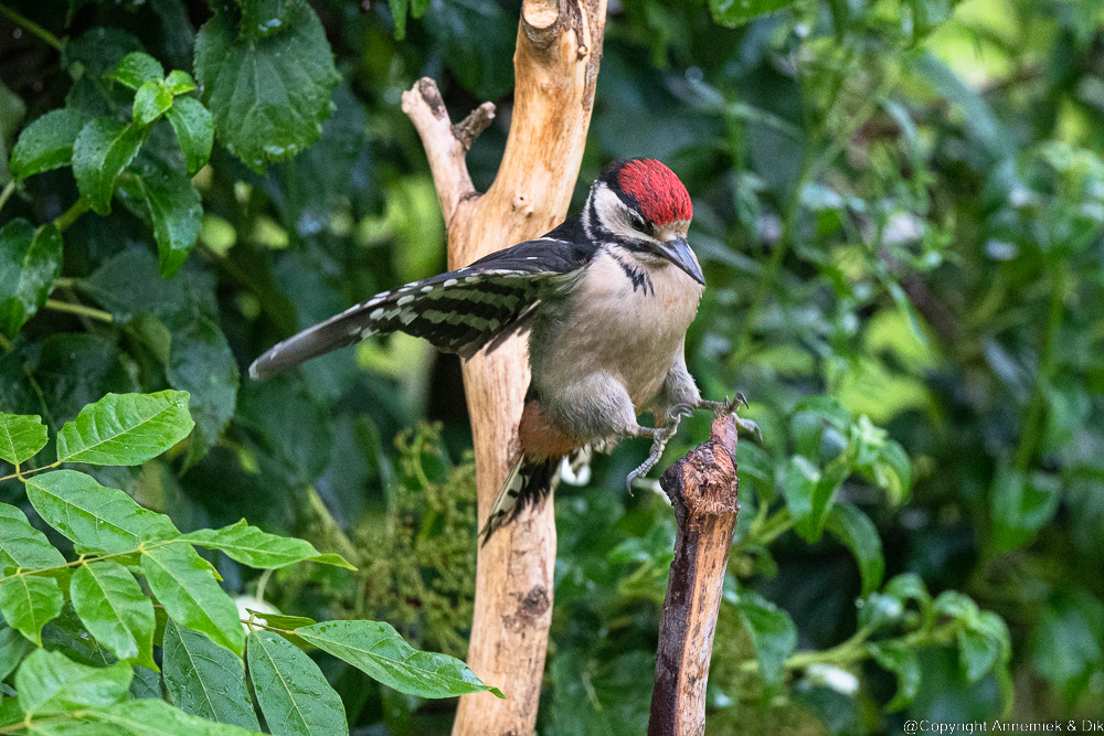 great spotted woodpecker