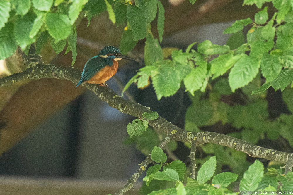 kingfisher