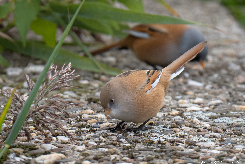 bearded tit