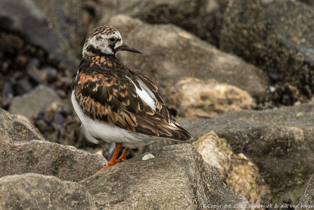 turnstone